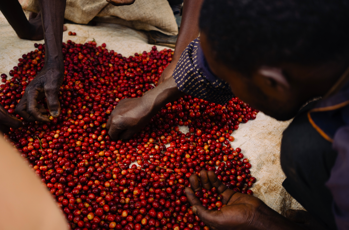 People sorting coffee fruit.