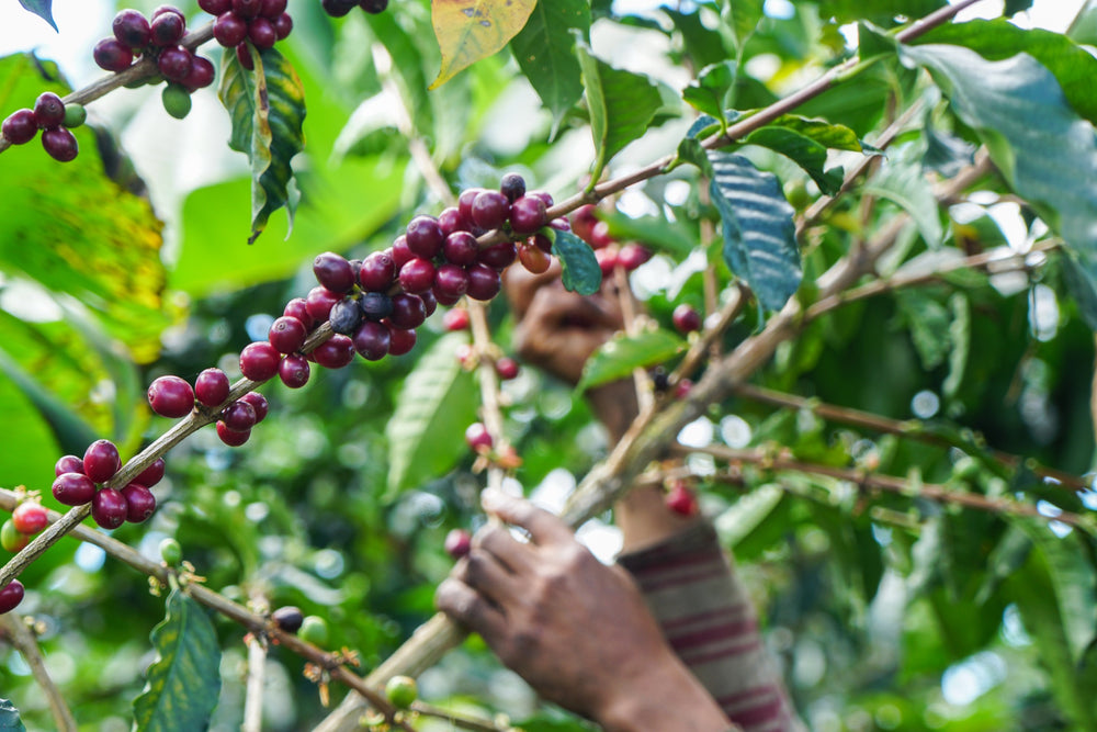 Picking coffee berries from a tree