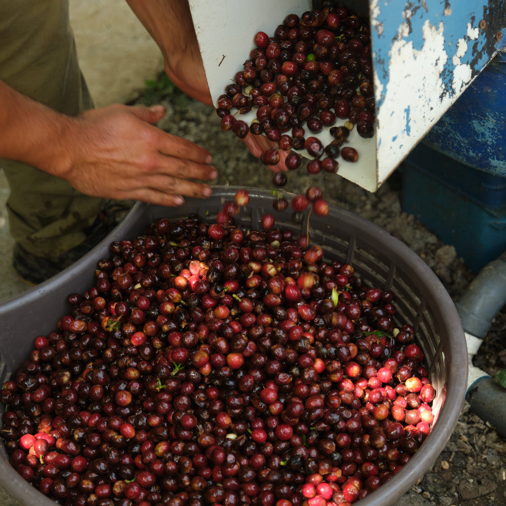 
                  
                    Costa Rica, La Chumeca
                  
                