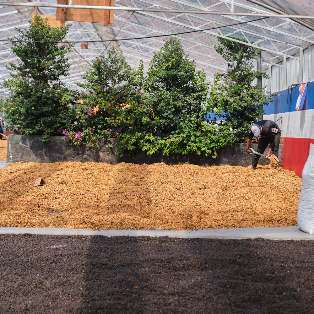 
                  
                    Costa Rica, Las Lajas
                  
                