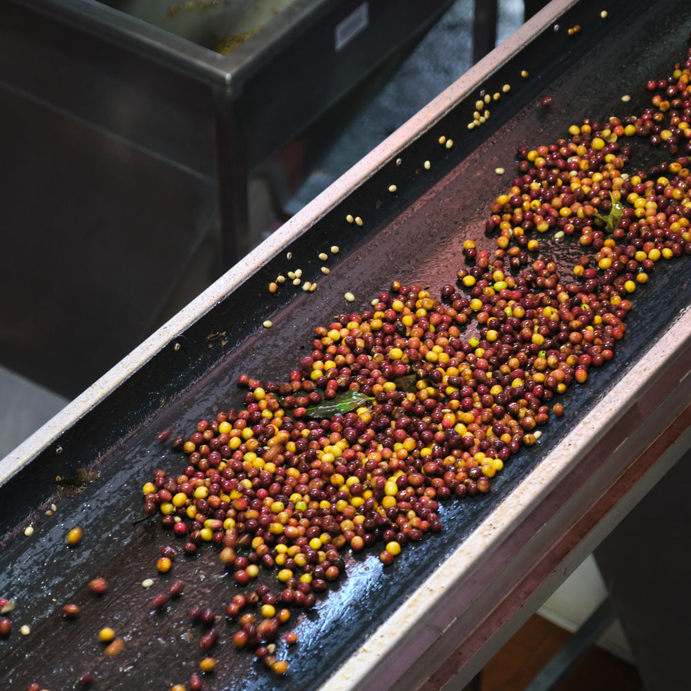 
                  
                    Costa Rica, Las Lajas
                  
                