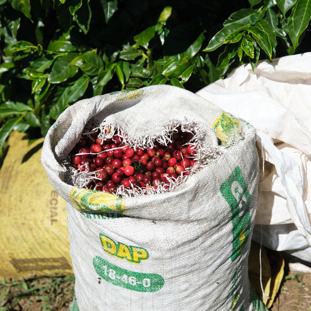 
                  
                    Costa Rica, Las Lajas
                  
                