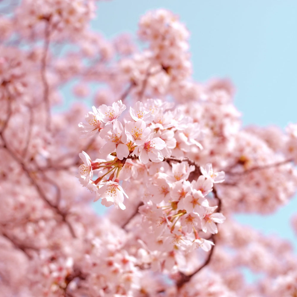 
                  
                    Sakura Blend
                  
                