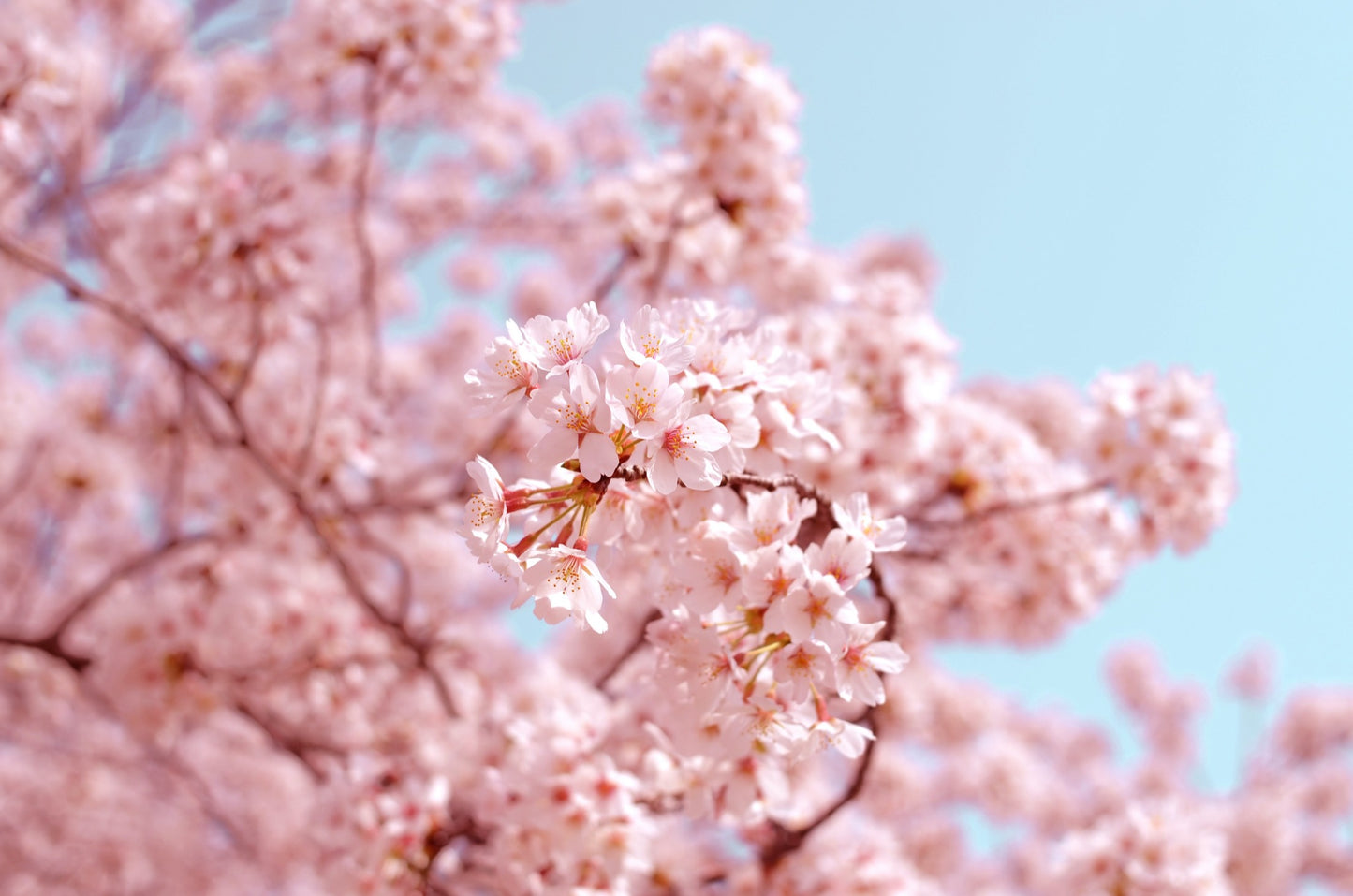 Sakura Blend
